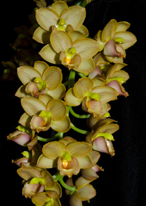 Cld Jumbo Freedom Sunset Valley Orchids AM